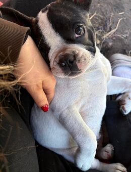 3 Zuckersüße Französische Retro Bulldoggen Welpen suchen noch ihre Familie! - Hamburg Wandsbek
