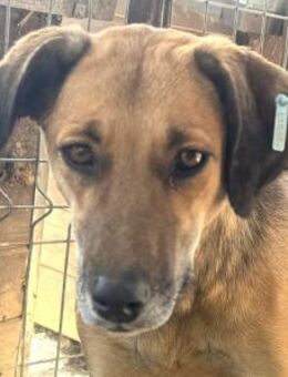 Nila-hübsche Hündin braucht Zeit, 57cm - Rösrath