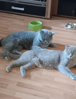 Bkh kitten abzugeben - Koblenz