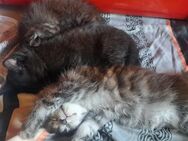 Wunderschöne Edelmix Mädchen Maine Coon und Britisch Kurzhaar - Ludwigshafen (Rhein)