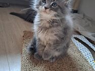 Maine Coon Kitten weiblich - Volkach