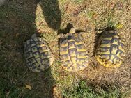 Griechische Landschildkröten THB - Pirmasens