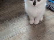 Ein ragdoll Mädchen - Rhauderfehn