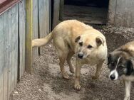 Freundl. BROWNIE sucht liebes Zuhause - Neuberg