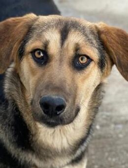 Chita, geb. ca. 05/2024, GRIECHENLAND - Euskirchen