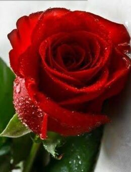 Nicht länger allein sein! - Torgau