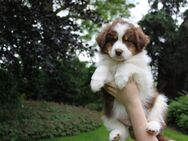 Reinrassige Australian Sheperd Welpen zu kaufen - Hagen (Bremischen)