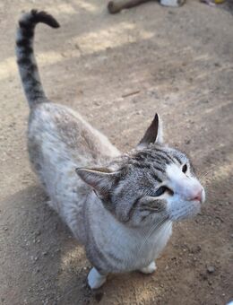 Hübscher Kater Manolo - Karlsruhe