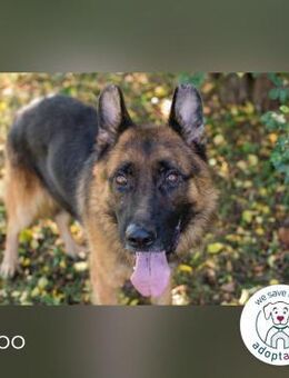 Lobo: sucht Ruhe und Liebe - Kirchzell
