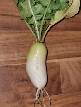 Radieschen Eiszapfen (Raphanus sativus) - Horgenzell