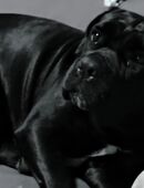 Cane Corso Hündin 4 Jahre in 54531