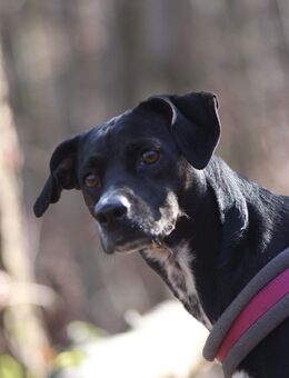 Lilith, Black Pearl sucht nach Familie - Lich