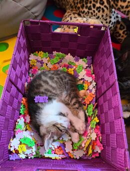 Maincoon Katzenmix Babys - Riedstadt