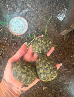Wunderschöne griechische Landschildkröten NZ 23 - Taufkirchen (Landkreis München)