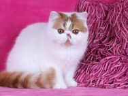 Kater exotic shorthair - Dresden