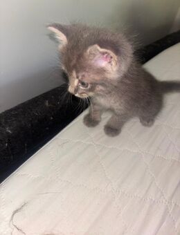 Wunderschöne EKH/Heilige Birma Mix Kitten - Straßberg