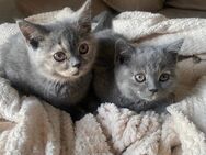 Bkh Kitten - Recklinghausen Zentrum