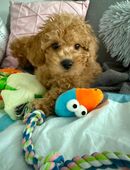 Letzter Maltipoo-Welpe sucht ein liebevolles Zuhause! 🐾 in 71067