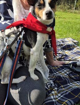 Ratón ✨ ein Goldschatz sucht Familie ! - Lenningen