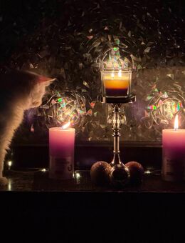 5 wunderschöne und besondere Kitten sind bereit für ihre Herrchen :) 🩷 - Bielefeld Jöllenbeck