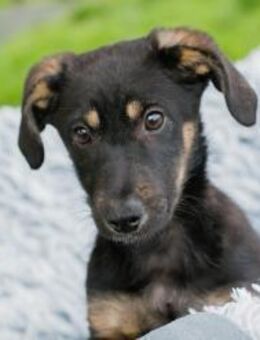 SMOOTHIE - einfach ein Prachtkerl werden - Overath