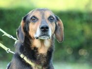Loki sucht sein Glück ... - Hagen (Stadt der FernUniversität)