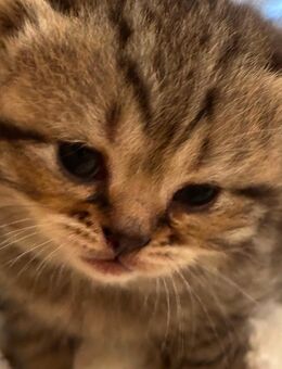 Britischekurzhaar katze❤️ - Rheine Zentrum