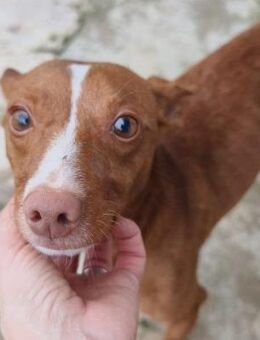 Tintin; zarte Seele war in Lebensgefahr - Geilenkirchen