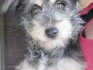 🩷Ria 🩷8 Monate Schnauzermischling - Kassel