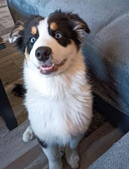 Bordercollie 5 Monate alt - Rhade