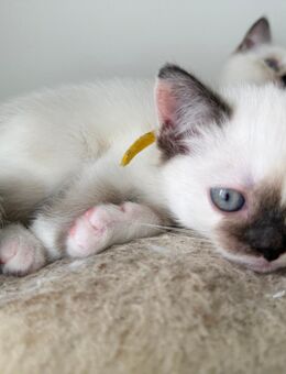 🐱 Zauberhafte Kitten suchen ihr Für-immer-Zuhause 🏡 - Gelsenkirchen Scholven
