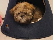 Shih tzu Rüde - Bergen (Rügen)