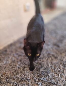 Katze,weiblich,kastriert - Hambuch