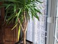 Yuccapalme, ca. 190 cm groß in 31558