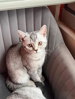 Britisch kurzhaar kitten - München Thalkirchen-Obersendling