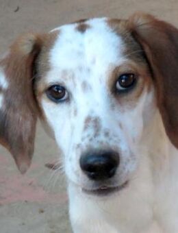 Aisha -unsicher und verspielt- - Oldenburg