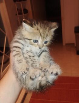 BKH Kitten - Lahr (Schwarzwald)