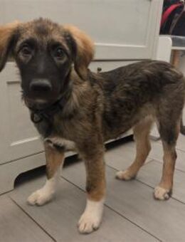 Dorle - wartet in 76287 Rheinstetten - Oberwies