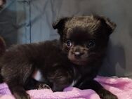 Kleine süße Chihuahua zu verkaufen - Barver