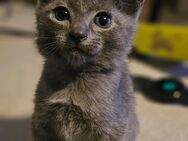 Russisch Blau Kitten - Hamburg