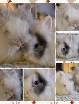 Niedliche Zwergkaninchen Löwenkopf Teddyzwerg Hasen Babys - Leonberg (Baden-Württemberg)