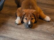 Collie Schäferhund Mischling - Uplengen
