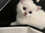 Weiße BKH -Kater Abgabe ab Mitte Juli - Gladbeck