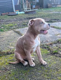 American bully - Joachimsthal Zentrum