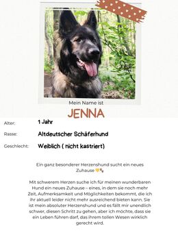 Altdeutscher Schäferhund Hündin DDR Linie - Oberkrämer