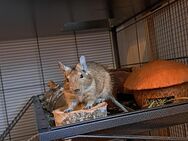 2 Degu Männchen abzugeben - Elsdorf (Nordrhein-Westfalen)