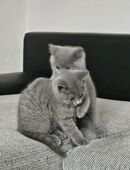 Britisch Kurzhaar Kätzchen in 86633