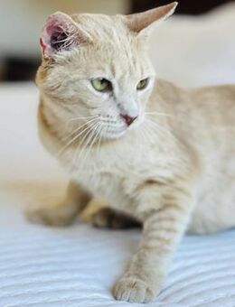 Louloudi - die Mutter der 7+1 Zwerge - Kirchheim (München)