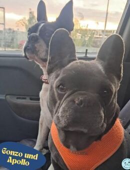 Gonzo&Apollo VA, die Unzertrennlichen - Rheine