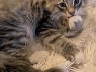 Norwegische Waldkatze / Maine Coon Mix - Heckelberg-Brunow
